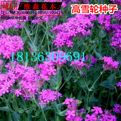 進(jìn)口草花花卉種子高雪輪種子、菊花種子草花種子