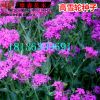 進(jìn)口草花花卉種子高雪輪種子、菊花種子草花種子