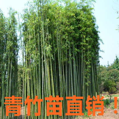 批發(fā)青竹苗 青竹基地 毛竹產(chǎn)地工程綠化苗直銷3公分