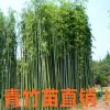 批發(fā)青竹苗 青竹基地 毛竹產(chǎn)地工程綠化苗直銷3公分