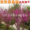 綠化紫荊樹(shù)苗紫荊滿條紅樹(shù)苗 4厘米粗規(guī)格齊全0123456789公分粗