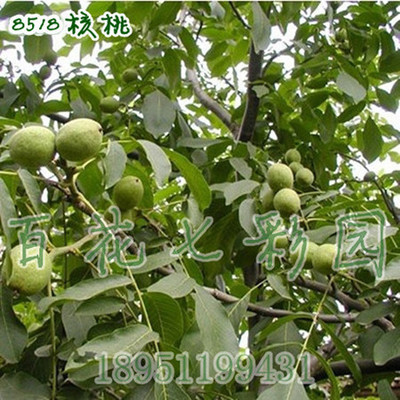 批發(fā)核桃樹(shù)苗 8518核桃苗 當(dāng)年結(jié)果苗
