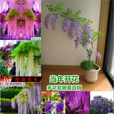 多花紫藤花樹(shù)苗爬藤屋頂盆栽花園圍墻庭院攀援爬藤植物紫藤樹(shù)苗子