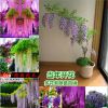 多花紫藤花樹(shù)苗爬藤屋頂盆栽花園圍墻庭院攀援爬藤植物紫藤樹(shù)苗子