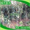 批發(fā) 枇杷樹 2公分枇杷樹 2cm枇杷苗 果苗 園林綠化苗木