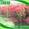 批發(fā) 紅葉石楠 2-6紅葉石楠樹 兩公分石楠