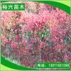 紅葉石楠 3公分紅葉石楠