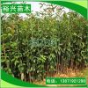 批發桂花苗 金桂苗 占地苗 八月桂 十月桂