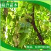 湖北孝昌苗木產地直銷 銀杏樹苗 白果樹