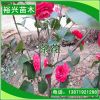 湖北孝昌裕興苗木批發 茶花苗 山茶花樹