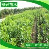 批發 廣玉蘭樹苗 廣玉蘭小苗