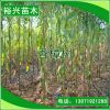 香樟樹 1公分香樟苗