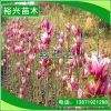 批發 紫玉蘭 庭院綠化 小區綠化 行道樹 風景樹