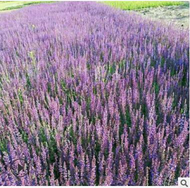宿根耐寒 花海綠化工程 花卉基地 蘭花鼠尾草