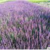 宿根耐寒 花海綠化工程 花卉基地 蘭花鼠尾草