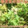 大量批發五角楓樹苗 行道綠化苗 工程苗 包成活品種齊全量大價低