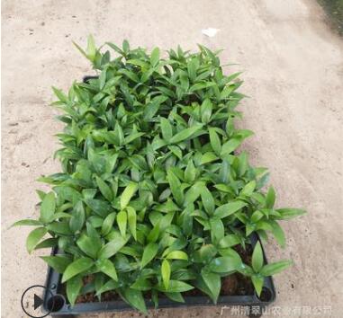 苗圃直銷優(yōu)質(zhì)竹柏種苗辦公室花卉盆栽綠植四季常青水培植物