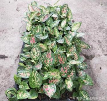 苗圃直銷優質如意組培苗辦公室桌面盆栽綠植花卉四季常青觀葉植物