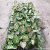 苗圃直銷優質如意組培苗辦公室桌面盆栽綠植花卉四季常青觀葉植物