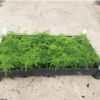 廣州花卉基地直供優質文竹苗客廳室內盆栽綠植花卉觀葉植物可水培