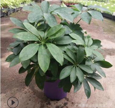 苗圃直銷優質鴨腳木盆栽花卉室內辦公桌面觀葉植物正品鵝掌柴苗
