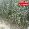 綠化小苗 行道樹 青楓樹苗 規格齊全 工程綠化