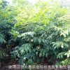 園林綠化工程苗木批發 欒樹小苗 規格齊全 黃山欒樹苗 綠化苗