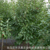 雪松基地 供應優質雪松樹苗綠化喬木 花木場 各種苗木 量大價優