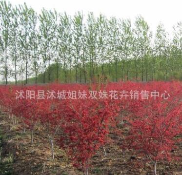 直銷批發(fā)紅楓小苗 嫁接小苗 日本紅楓 保證品種