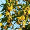 供應四季常青 八月金桂大苗 嫁接桂花 桂花樹