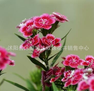 批發(fā)觀花石竹花盆栽 五彩石竹花盆栽，地被草花，家庭陽臺種植