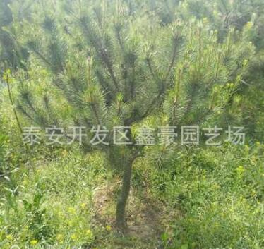 現貨出售1米油松樹苗 規格齊全價格低廉 1米以上油松樹苗價格