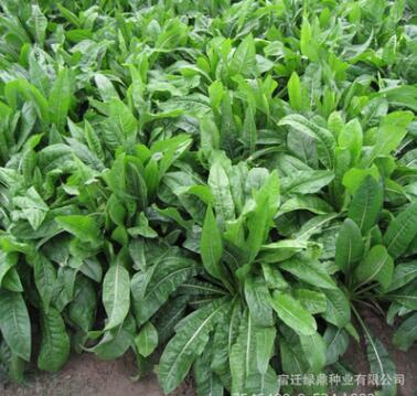 菊苣凈籽 優(yōu)質(zhì)新采牧草種子 發(fā)芽率高 菊苣種子 包衣 品種全