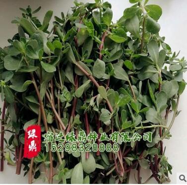 供應優質草花大花馬齒莧種籽 觀花綠化花卉