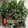 供應優質草花大花馬齒莧種籽 觀花綠化花卉