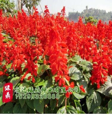 一串紅盆栽花草種子批發 矮串紅花種子 春秋四季播易種花卉種子