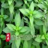 批發新採草籽 留蘭香、美國、中國薄荷 庭院景觀