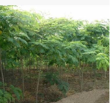 合歡 直徑2-8公分 量大