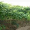 合歡 直徑2-8公分 量大