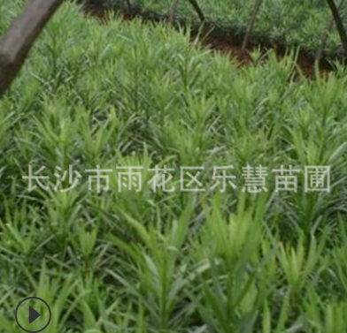 QQ截圖20180828110955