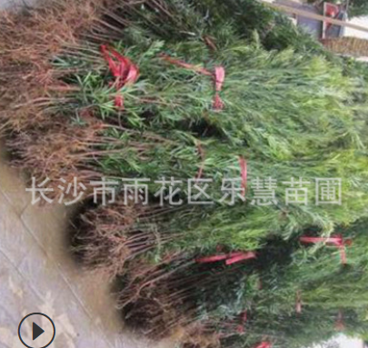 湖南基地直銷綠化苗木羅漢松樹苗 羅漢松價格 羅漢松小苗高100cm