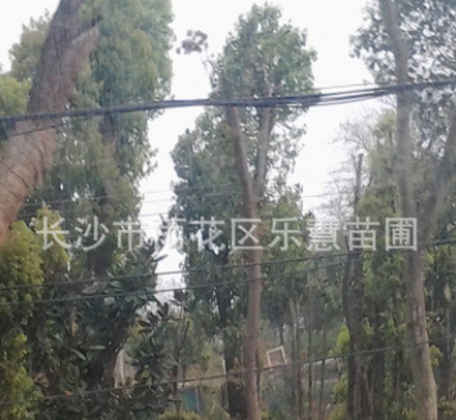 湖南長沙供應(yīng)綠化苗木行道樹米徑20-30-40公分原生苗圃截桿香樟