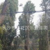 湖南長沙供應(yīng)綠化苗木行道樹米徑20-30-40公分原生苗圃截桿香樟