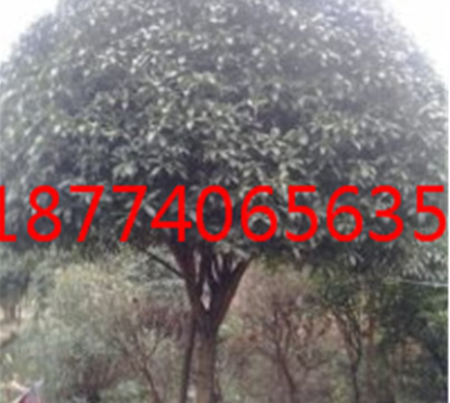 QQ截圖20180828113459