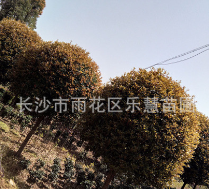 批發(fā)八月桂花樹 湖南園林綠化苗木大桂花樹價額 風(fēng)景樹6-10-15-20