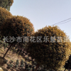 批發(fā)八月桂花樹 湖南園林綠化苗木大桂花樹價額 風(fēng)景樹6-10-15-20