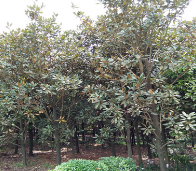 湖南長沙樂慧苗圃供應(yīng)常綠喬木廣玉蘭15-20-25苗木園林綠化行道樹