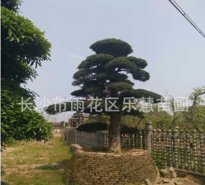湖南樂慧苗圃供應(yīng)造型羅漢松 庭院景觀樹木 羅漢松樁 園林植物