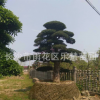 湖南樂慧苗圃供應(yīng)造型羅漢松 庭院景觀樹木 羅漢松樁 園林植物