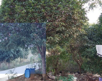八月桂花樹大桂花樹優(yōu)價供應(yīng)胸徑15到20公分的價額園林苗木行道樹